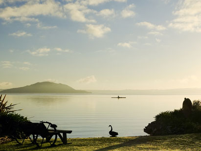 black swan at Lake Rotorua looking to Mokoia Island